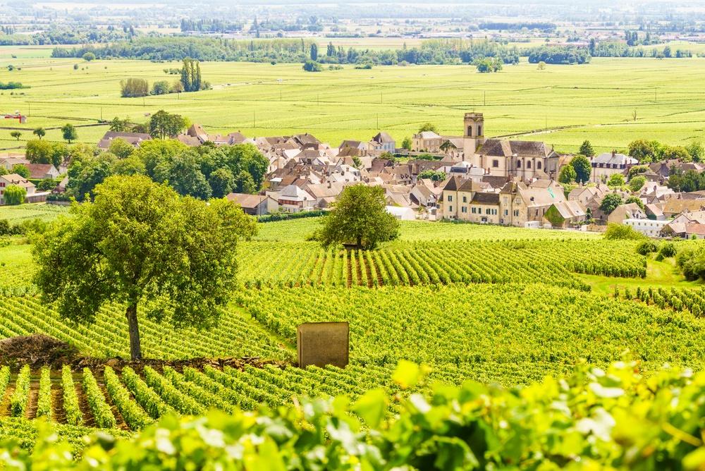 Summer vineyard landscape and the village of Pommard, Burgundy, Côte de Beaune, Côte d'Or, France