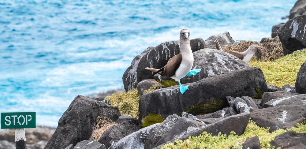 Blue-Footed Booby, Suarez Point, Galapagos