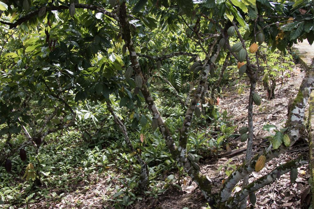 Farm with Cocoa Plantation, Costa Ricca