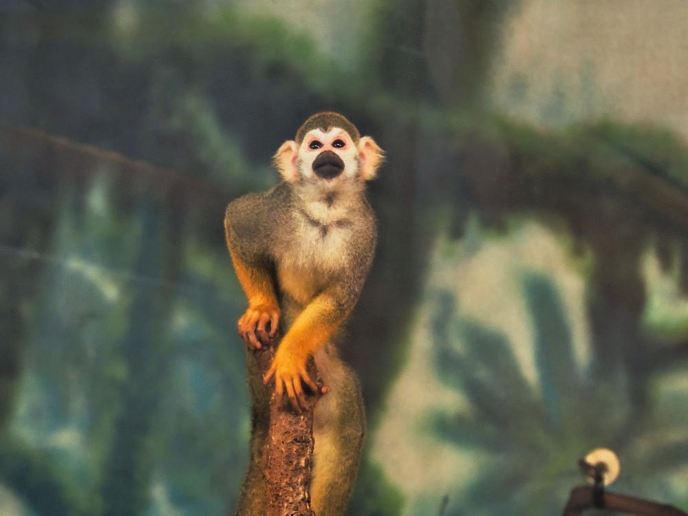 Spider monkey, Costa Rica