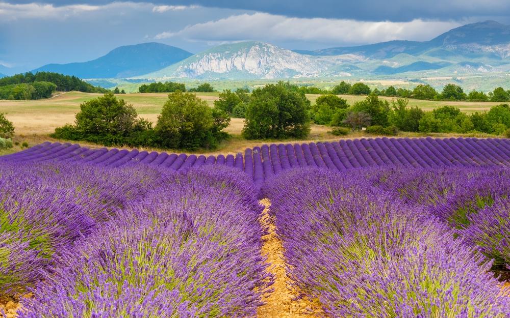 Valensole Plateau, Alpes-de-Haute-Provence, France