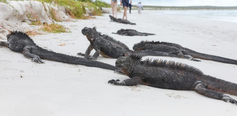 Galapagos marine iguanas, Galapagos Islands, Ecuador