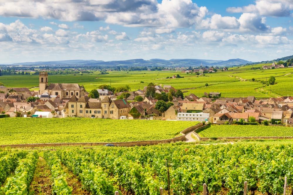 Pommard, Burgundy, Côte de Beaune, Côte d'Or, France