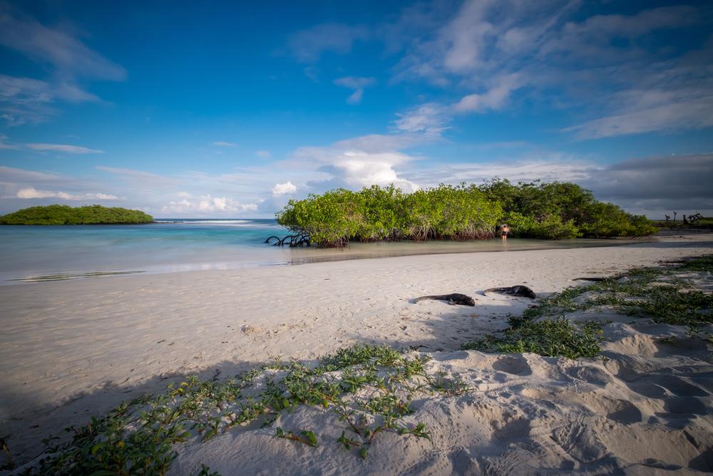 A pair of iguanas sleeping in Tortuga Bay beach, San Cristóbal Island, Galapagos, Ecuador