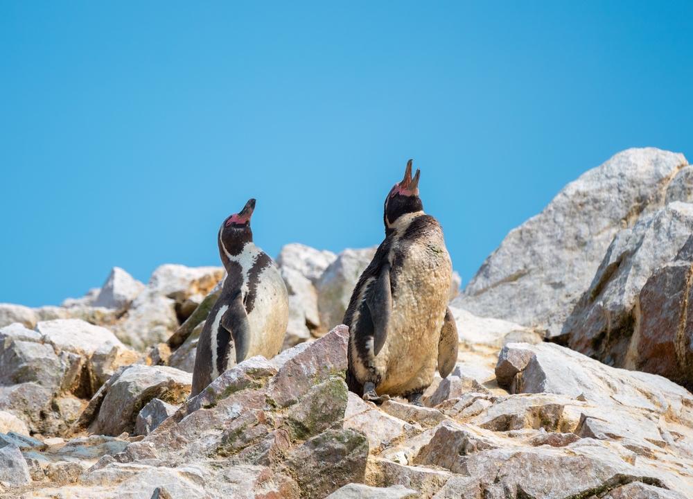 Humboldt penguins, Ballestas Islands, Peru