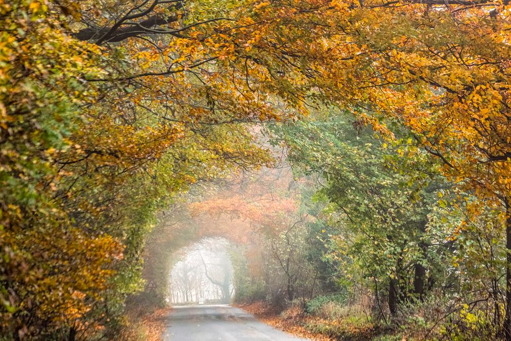 Westonbirt Arboretum