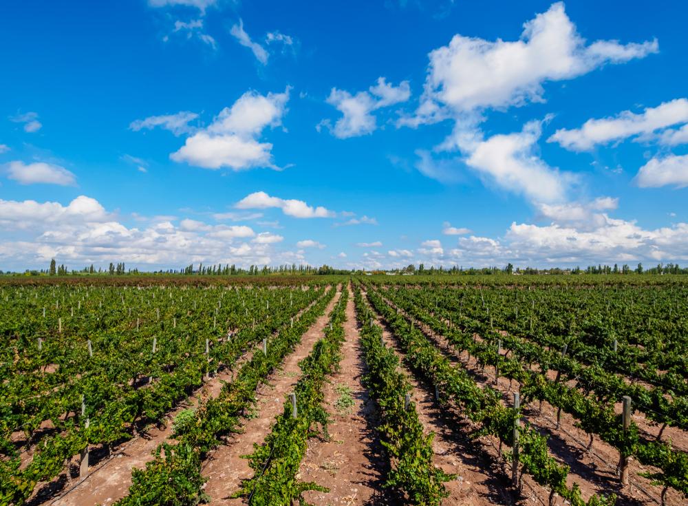 Vineyard in Mendoza, Argentina