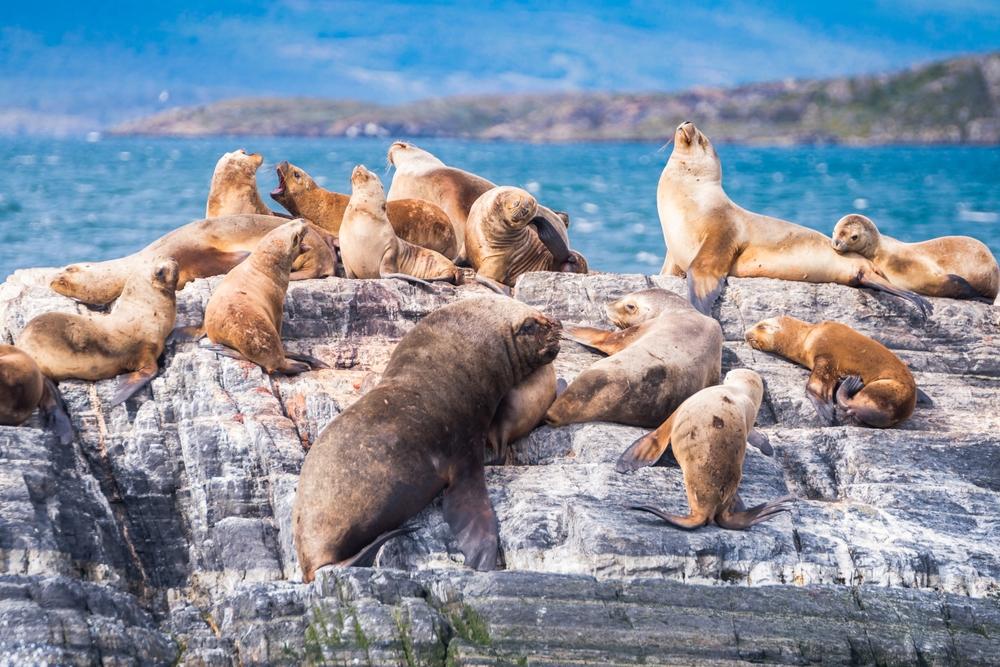 Sea lions rest in the Beagle Channel, Ushuaia, Argentina