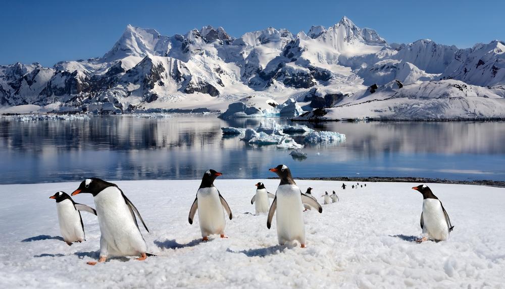 Gentoo penguins on Danko Island in the Antarctic Peninsula in Antarctica, Chile