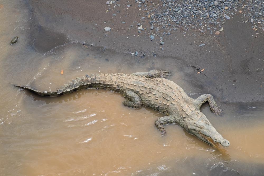Crocodile in Tárcoles River, Costa Rica