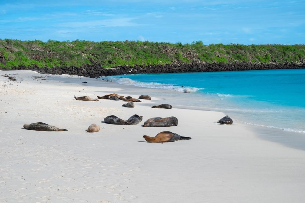Gardner Bay with Sea Lions on the Beach, Espanola Island, Galapagos National Park, Ecuador