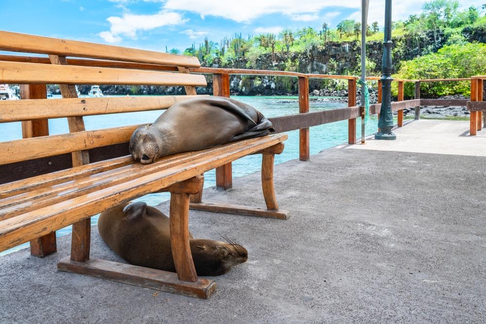 Sea lions resting in the port of Puerto Ayora, Santa Cruz, Galapagos Islands
