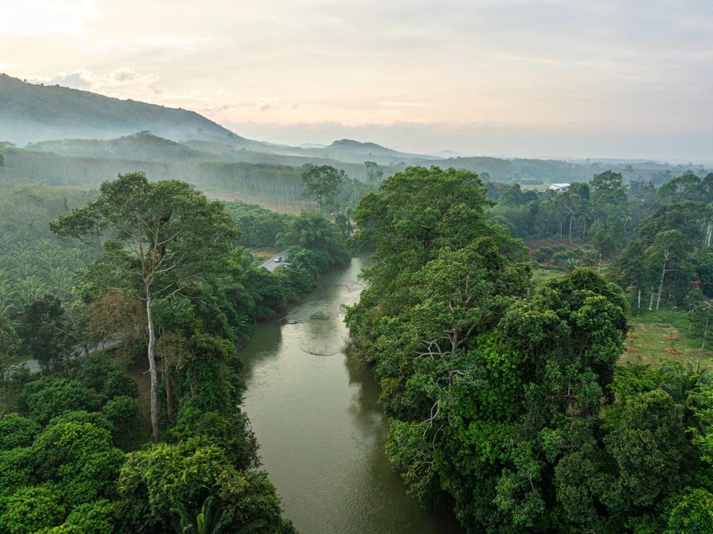 Foggy morning sunrise in a tropical rainforest, Ecuador