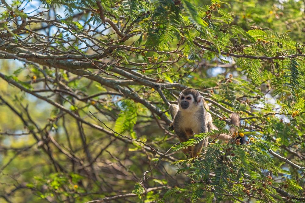 Saimiri monkey, Amazon rainforest, Yasuni National Park, Ecuador