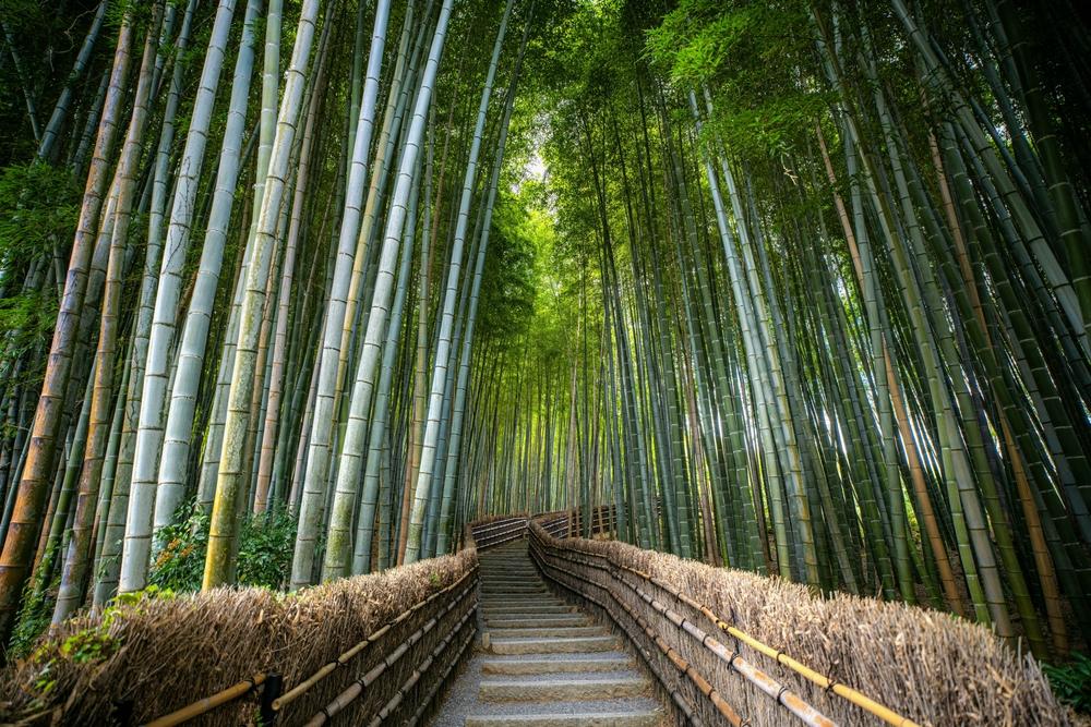 Panoramic view of Arashiyama Bamboo Grove, Kyoto, Japan