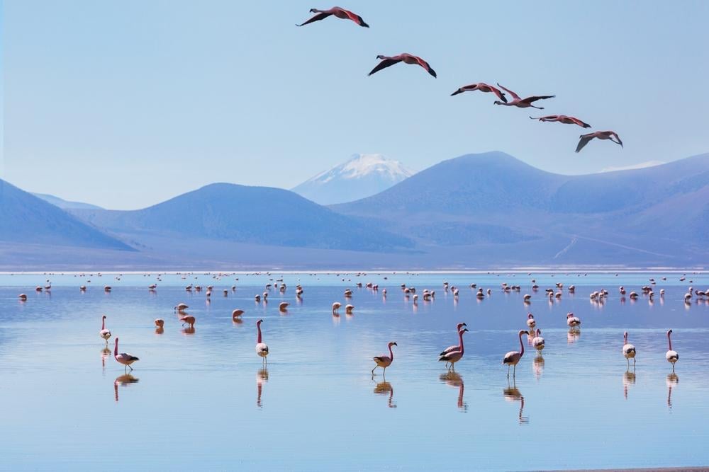 Flamingos Altiplano, Chile