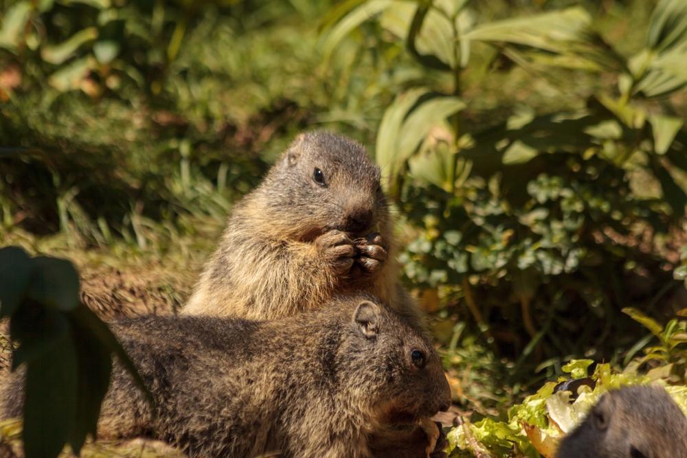 Marmot in the Pyrenees, France