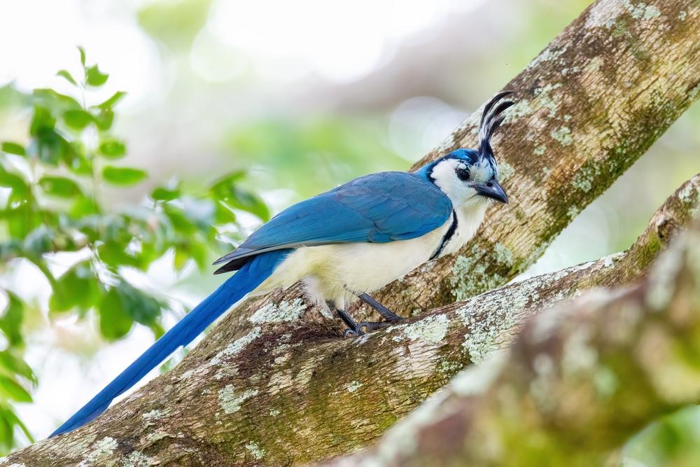 Calocitta formosa, Rincon de la Vieja, Costa Rica