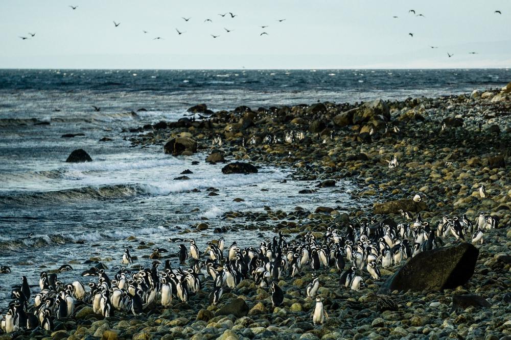 Magellanic penguin colony, Magdalena Island, Chile