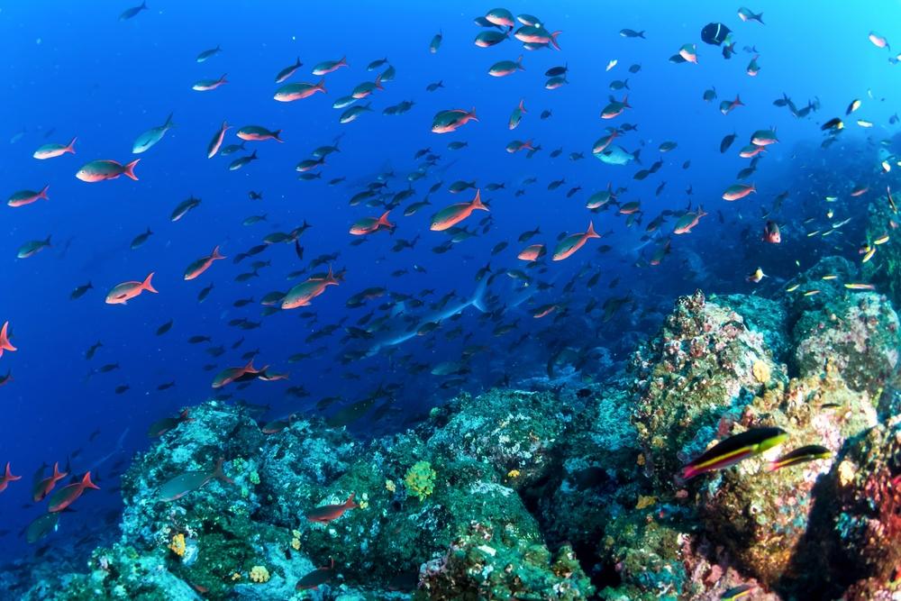 Underwater sea view, Galapagos Islands