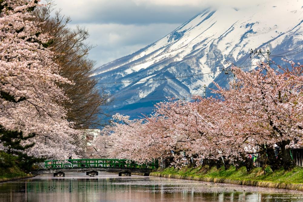 Cherry blossom, Hirosaki City, Aomori, Japan