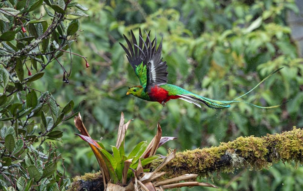 Resplendent Quetzal, Costa Rica
