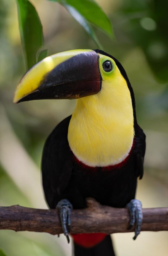 Toucan, Costa Rica