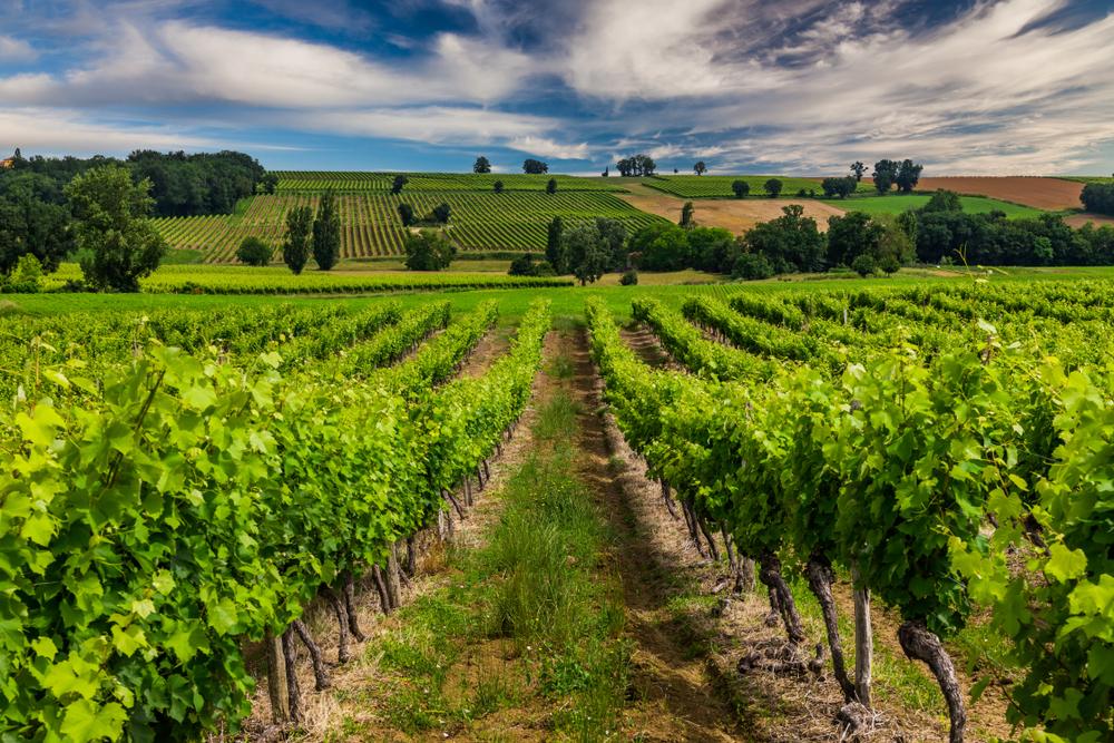 Vineyards at sunset, Gascony, France
