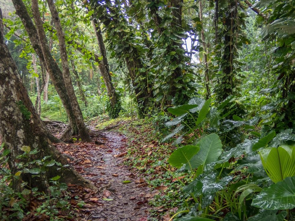 Trail in a forest, Puerto Viejo, Costa Rica