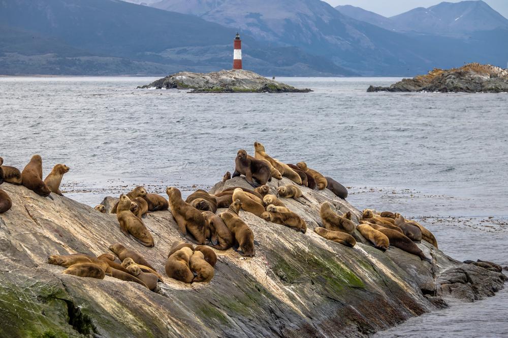 Sea Lions island and lighthouse, Beagle Channel, Ushuaia, Argentina