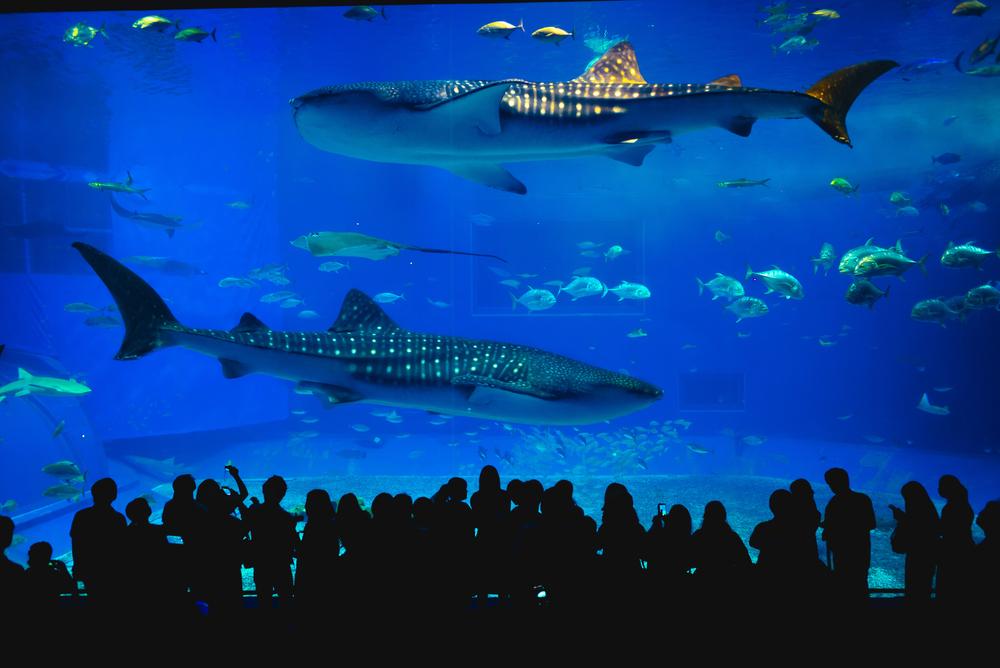 The Kuroshio Sea, Okinawa Churaumi Aquarium, Japan