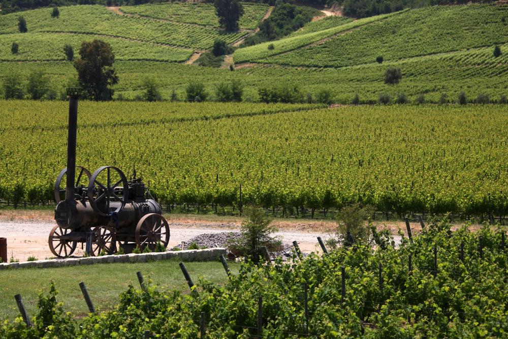 Vineyard in Santa Cruz, Colchagua Valley, Chile