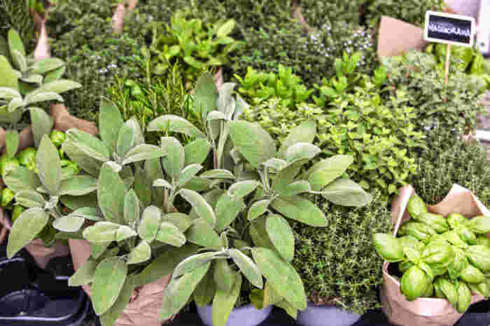 Southern Italian Herbs