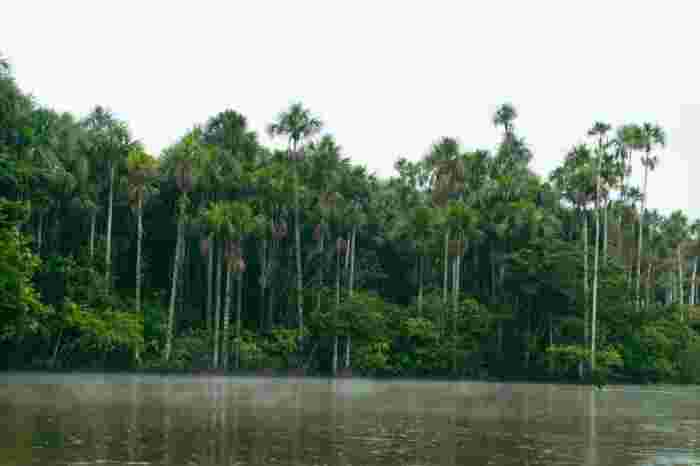 Dense Amazon rainforest along a calm river in Tambopata with tall palm trees and mist rising above the water.