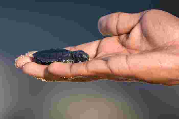 Tiny baby sea turtle resting on a person’s hand with sand on its shell