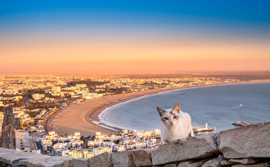 White cat perched on a stone wall above a coastal Moroccan city at sunset 