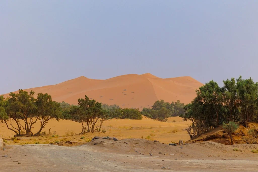 Sand dunes rising behind a cluster of green trees in the Sahara 