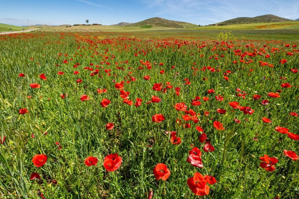 Field of red poppies blooming across a green Moroccan countryside 