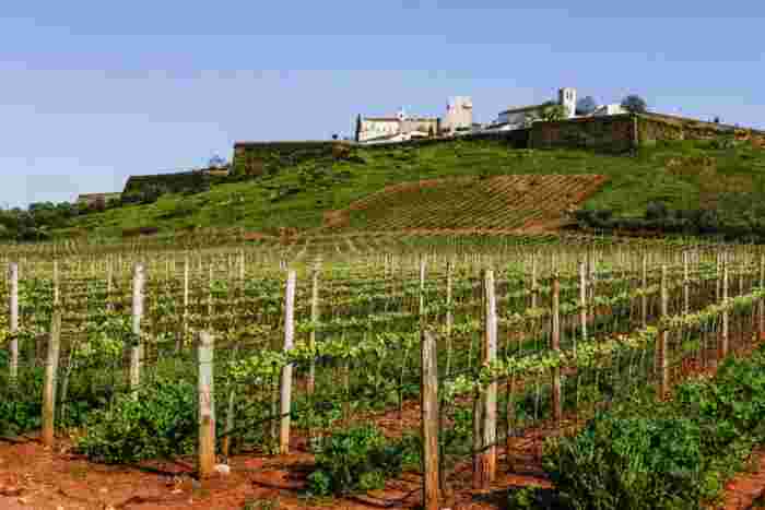 Spring,Vineyard,Field,,Estremoz,,Alentejo,,Portugal,,Europe Spring vineyard field in Estremoz, Alentejo, Portugal