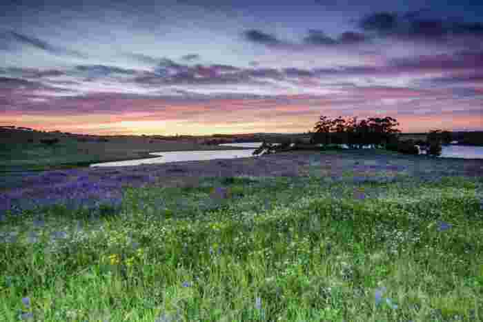Pasture,In,Spring,,Estremoz,,Alentejo,,Portugal,,Europe Green spring pasture in Estremoz, Alentejo, Portugal