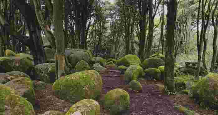 Sintra,Cascais,Natural,Park,Mystical,Forest,Landscape,,Featuring,Ancient,Twisted Mystical forest in Sintra-Cascais Natural Park, Portugal